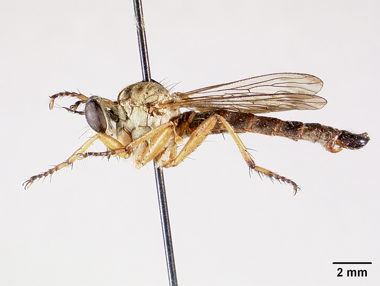 Clephydroneura wilcoxi image