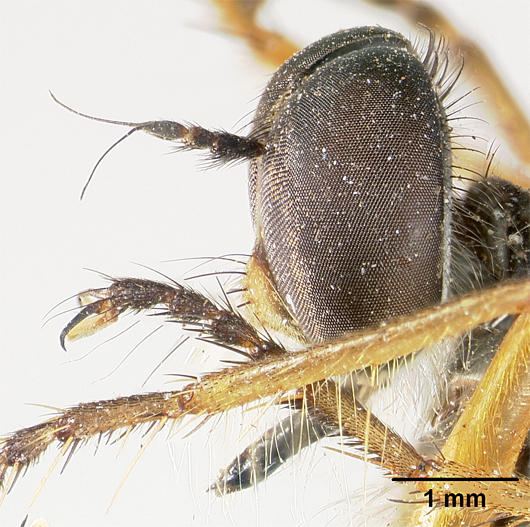 Heligmoneura anamalaiensis image