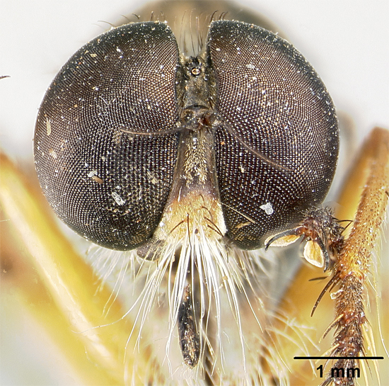 Heligmoneura anamalaiensis image