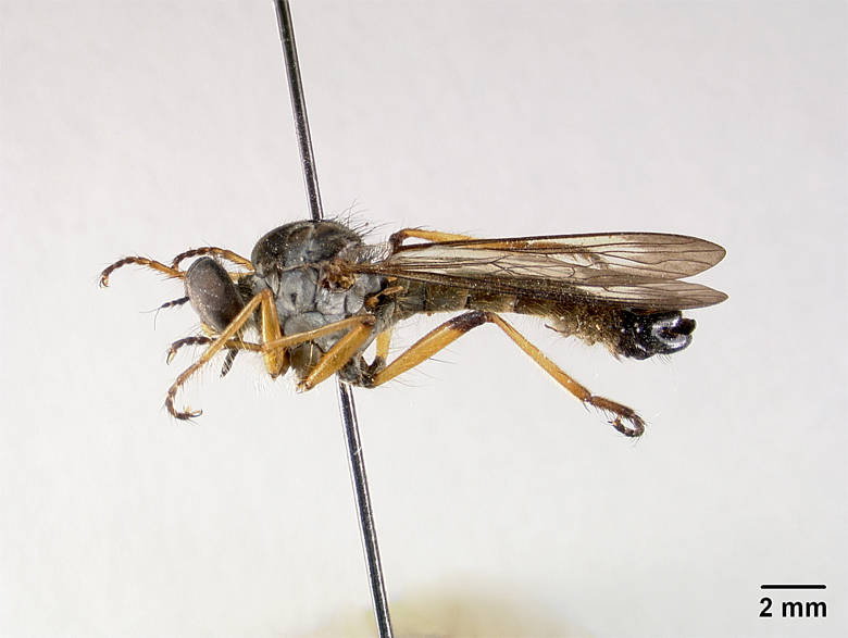 Heligmoneura anamalaiensis image