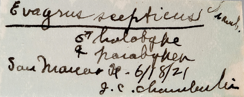 Evagrus scepticus image