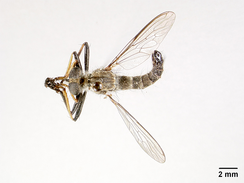 Heligmoneura poonmudiensis image