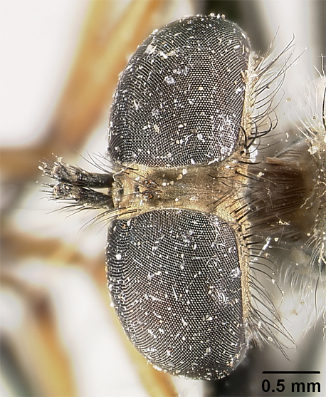 Heligmoneura poonmudiensis image