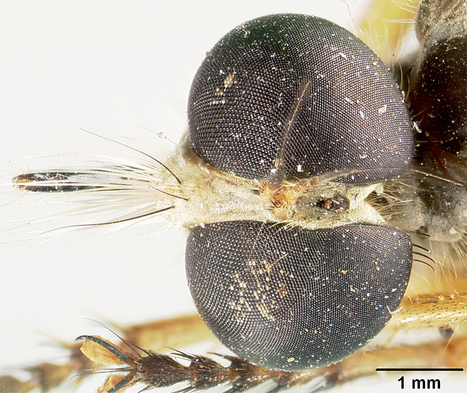 Heligmoneura shimogaensis image