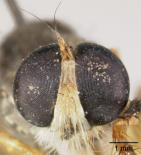 Heligmoneura shimogaensis image