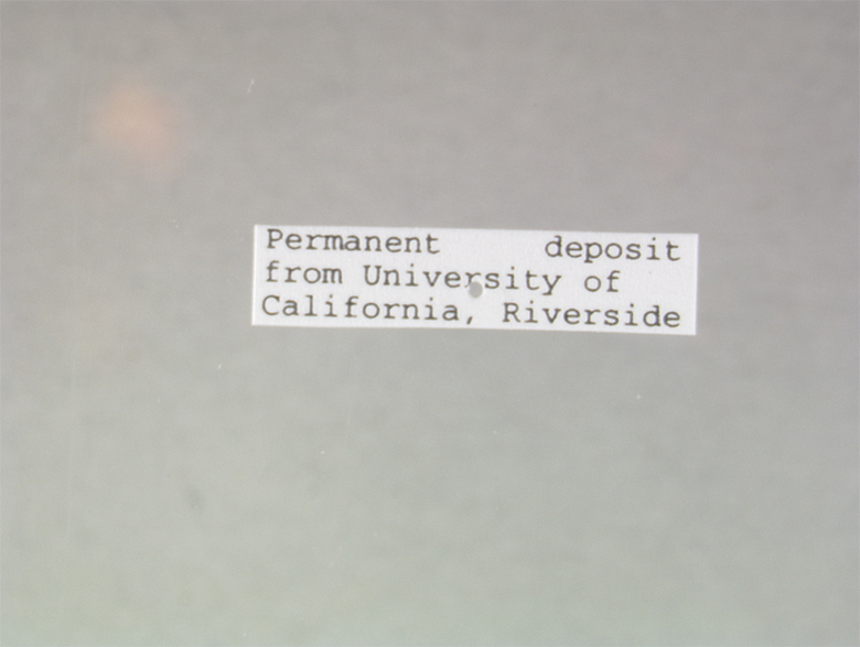 Heligmoneura shimogaensis image