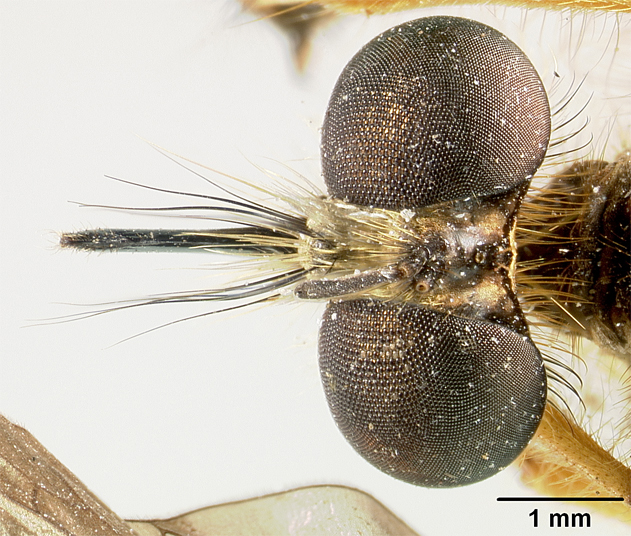 Laphria indica image