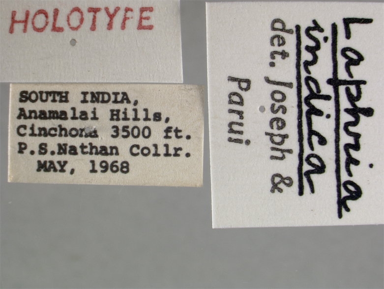 Laphria indica image