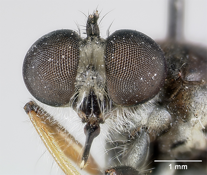 Laphria keralaensis image