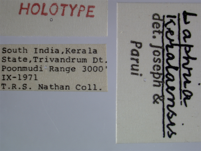 Laphria keralaensis image