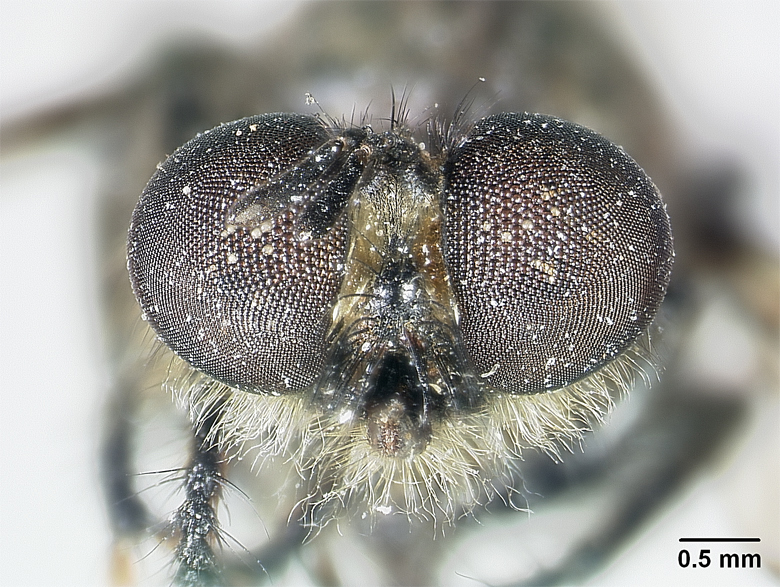 Laphria frommeri image