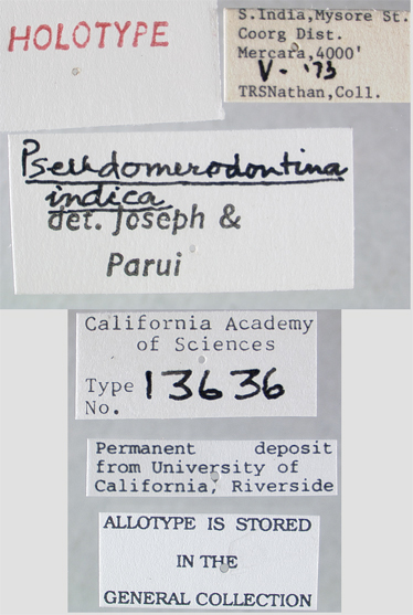 Pseudomerodontina indica image