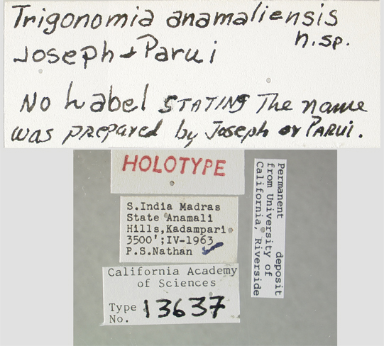 Trigonomima anamaliensis image