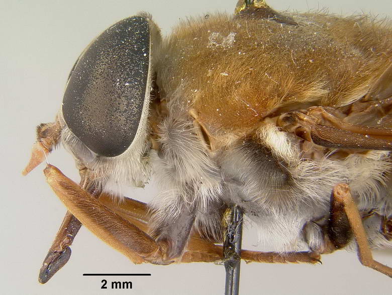 Esenbeckia bassleri image