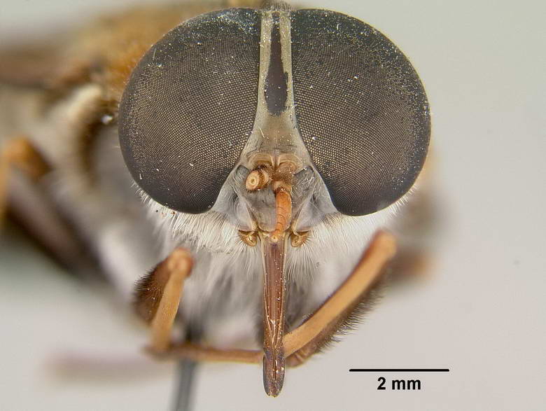 Esenbeckia bassleri image