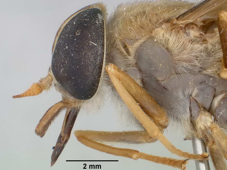 Esenbeckia punctiventer image