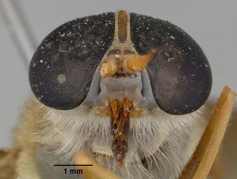 Esenbeckia punctiventer image