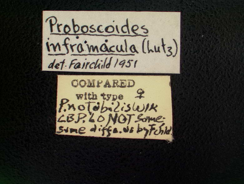 Esenbeckia punctiventer image