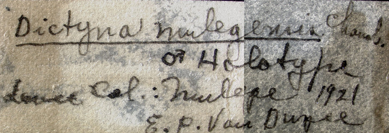 Dictyna mulegensis image