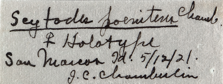 Scytodes pnoeitens image