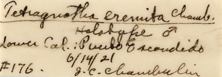 Tetragnatha eremita image