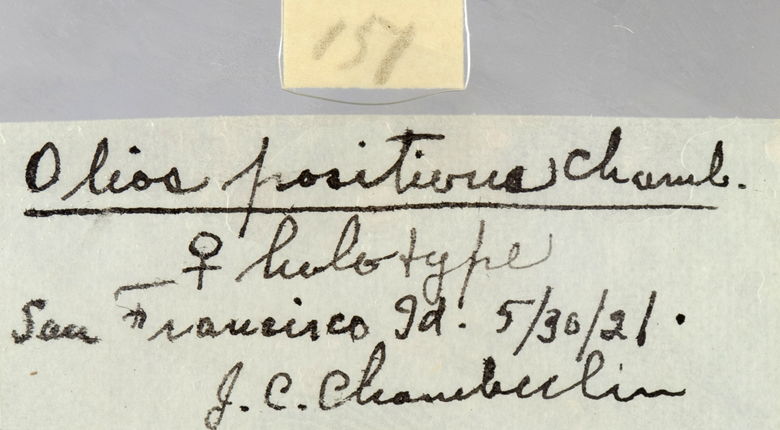 Olios positivus image