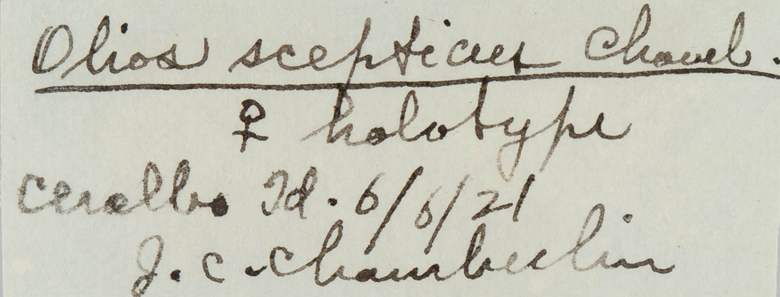 Olios scepticus image