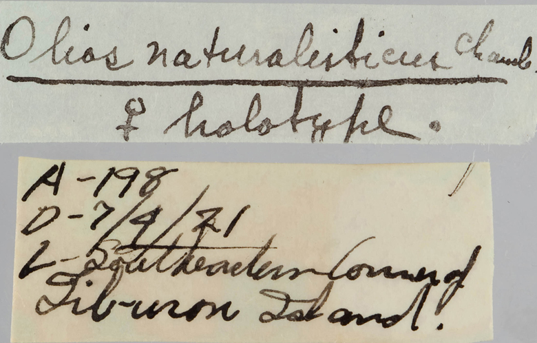 Olios naturalisticus image