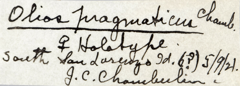 Olios pragmaticus image