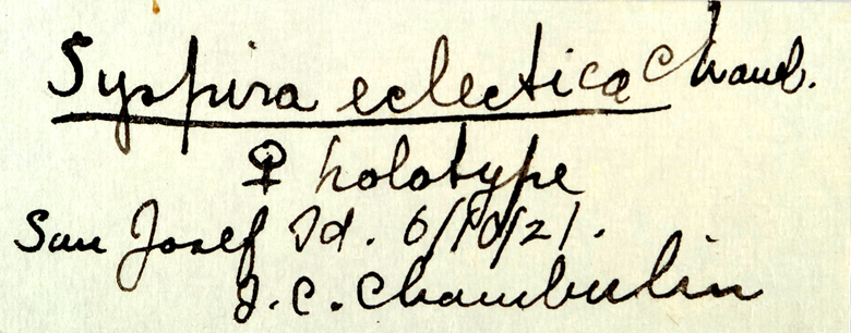 Syspira eclectica image