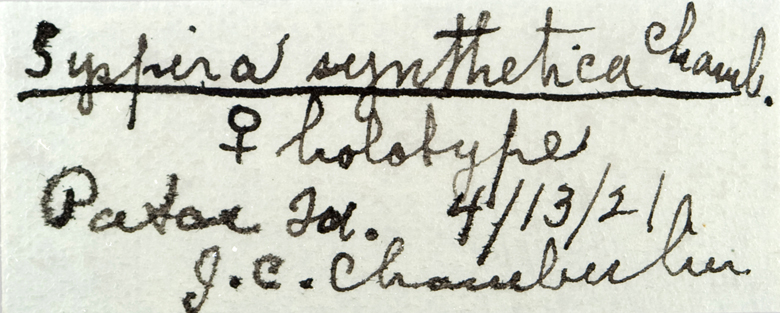 Syspira synthetica image