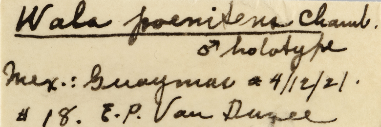 Wala poenitens image