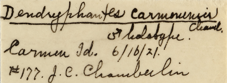 Dendryphantes carmenensis image