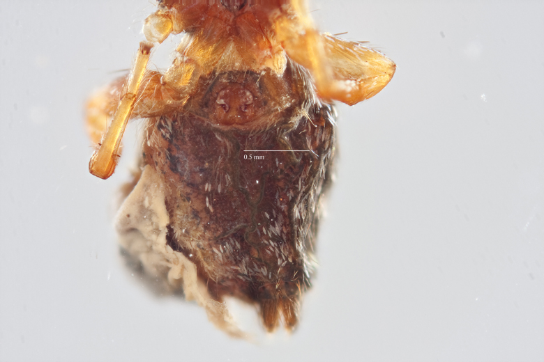 Sassacus vanduzeei image