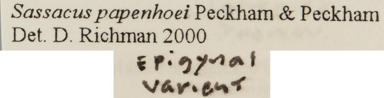Sassacus vanduzeei image