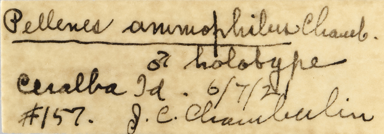 Pellenes ammophilus image