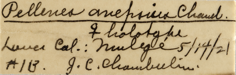 Pellenes anepsius image