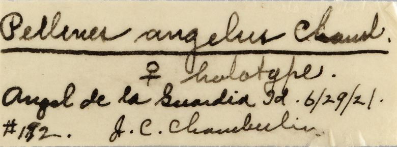 Pellenes angelus image