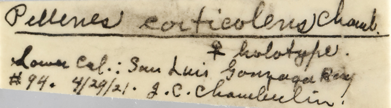 Pellenes corticolens image