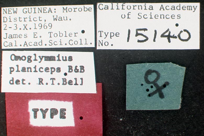 Omoglymmius planiceps image