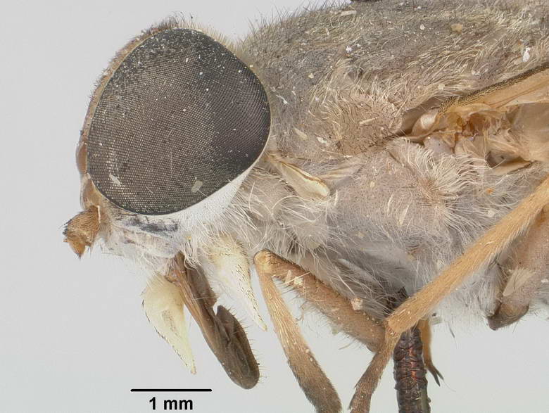 Tabanus guatemalanus image