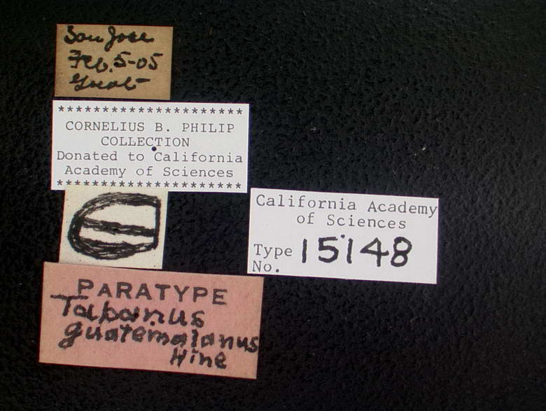 Tabanus guatemalanus image