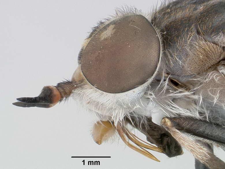 Tabanus stenocephalus image