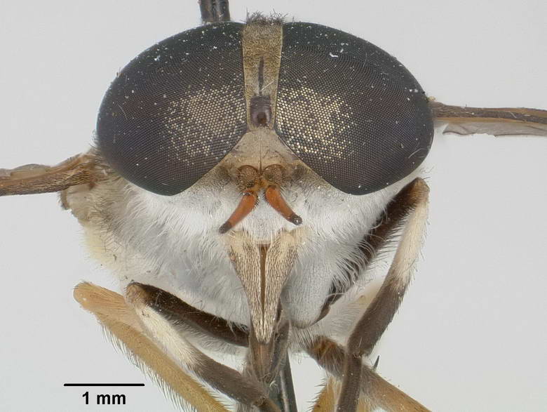 Tabanus stenocephalus image