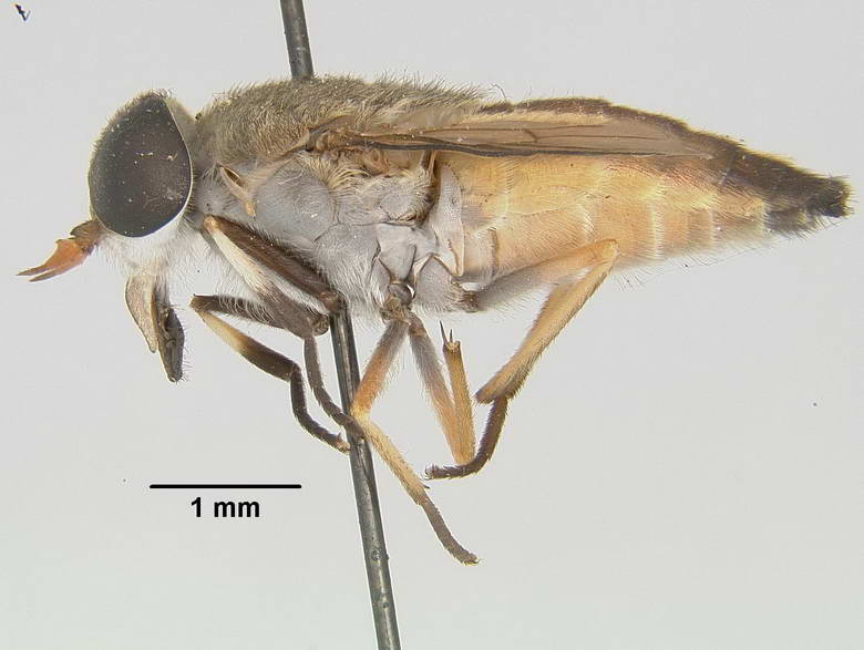 Tabanus stenocephalus image