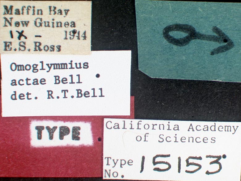 Omoglymmius actae image