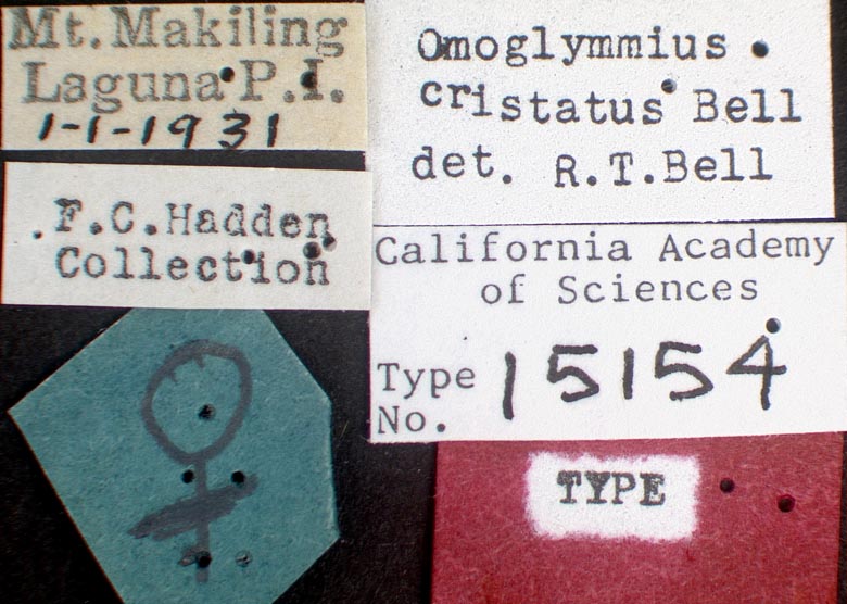 Omoglymmius cristatus image