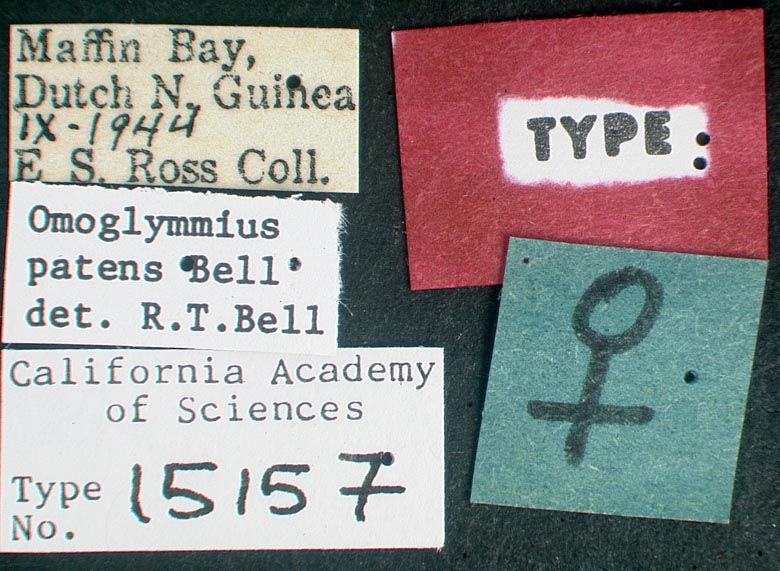 Omoglymmius patens image