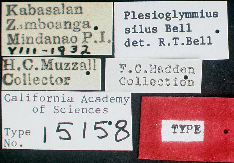 Plesioglymmius silus image