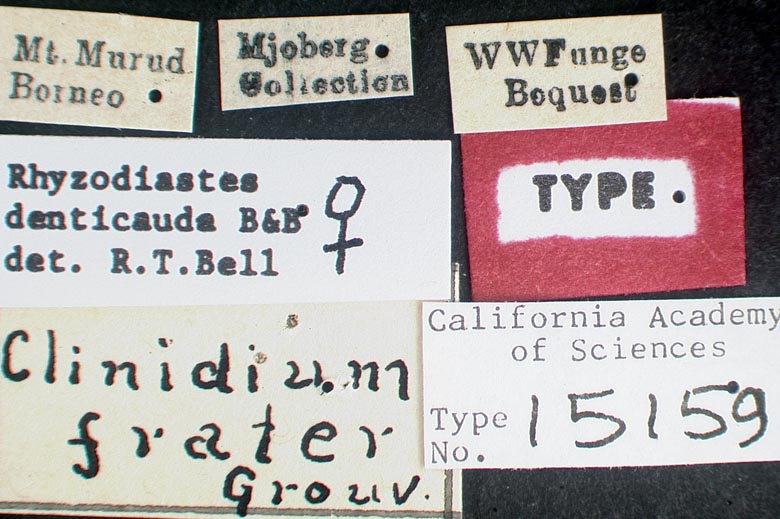 Rhyzodiastes denticauda image